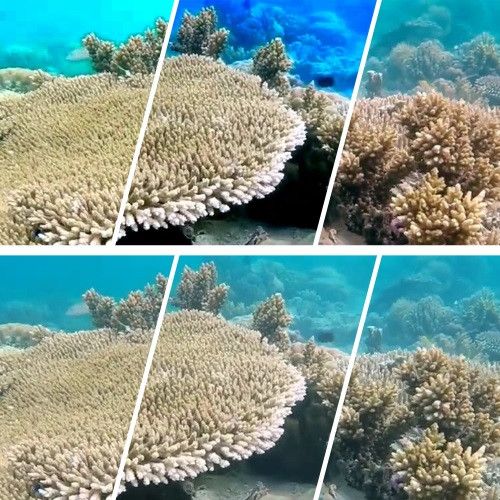 Two pictures of a coral reef, showcasing the instability of traditional tone-mapping methods compared to our method highlighting significant improvements in color consistency.